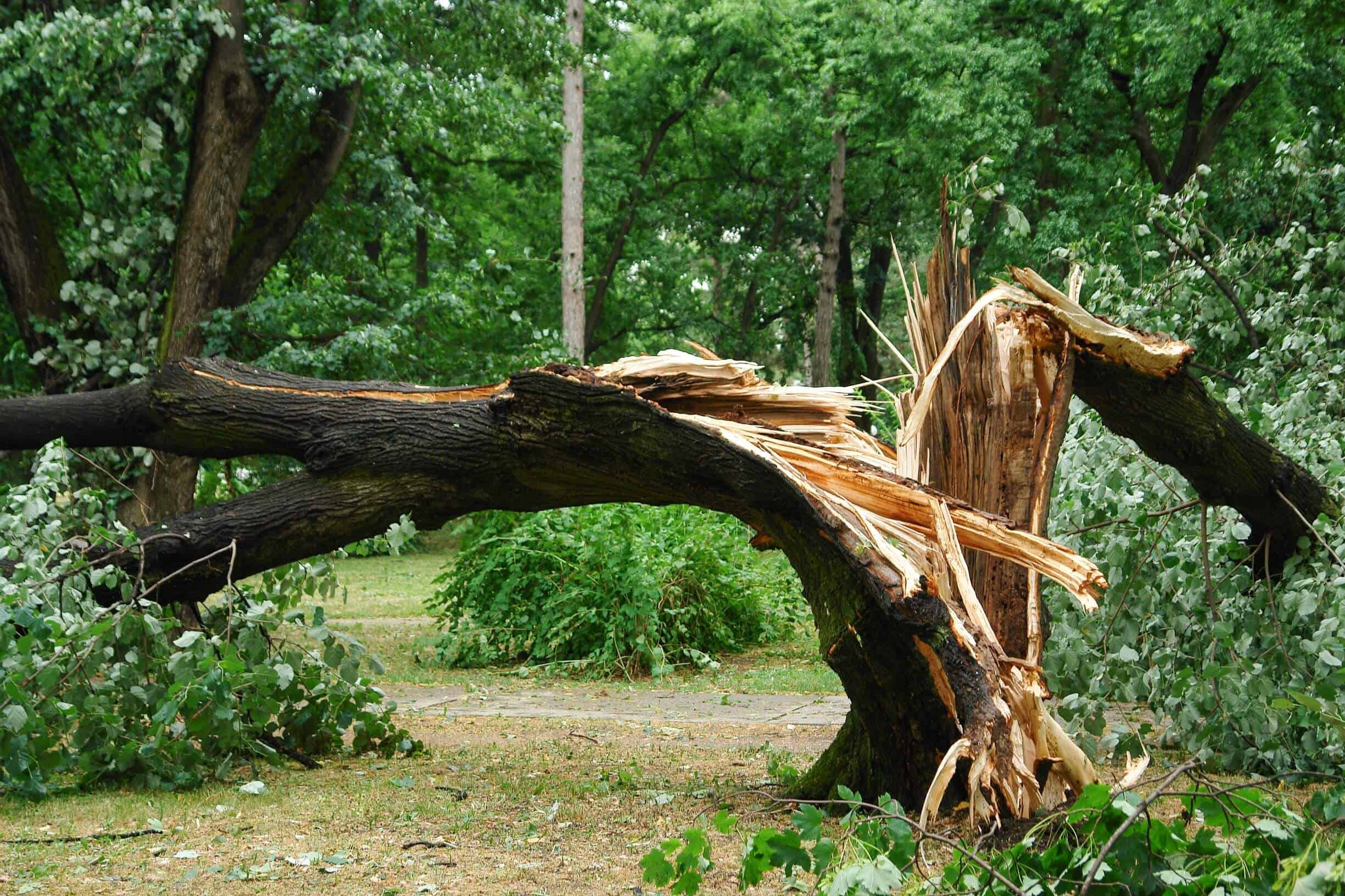 fallen tree