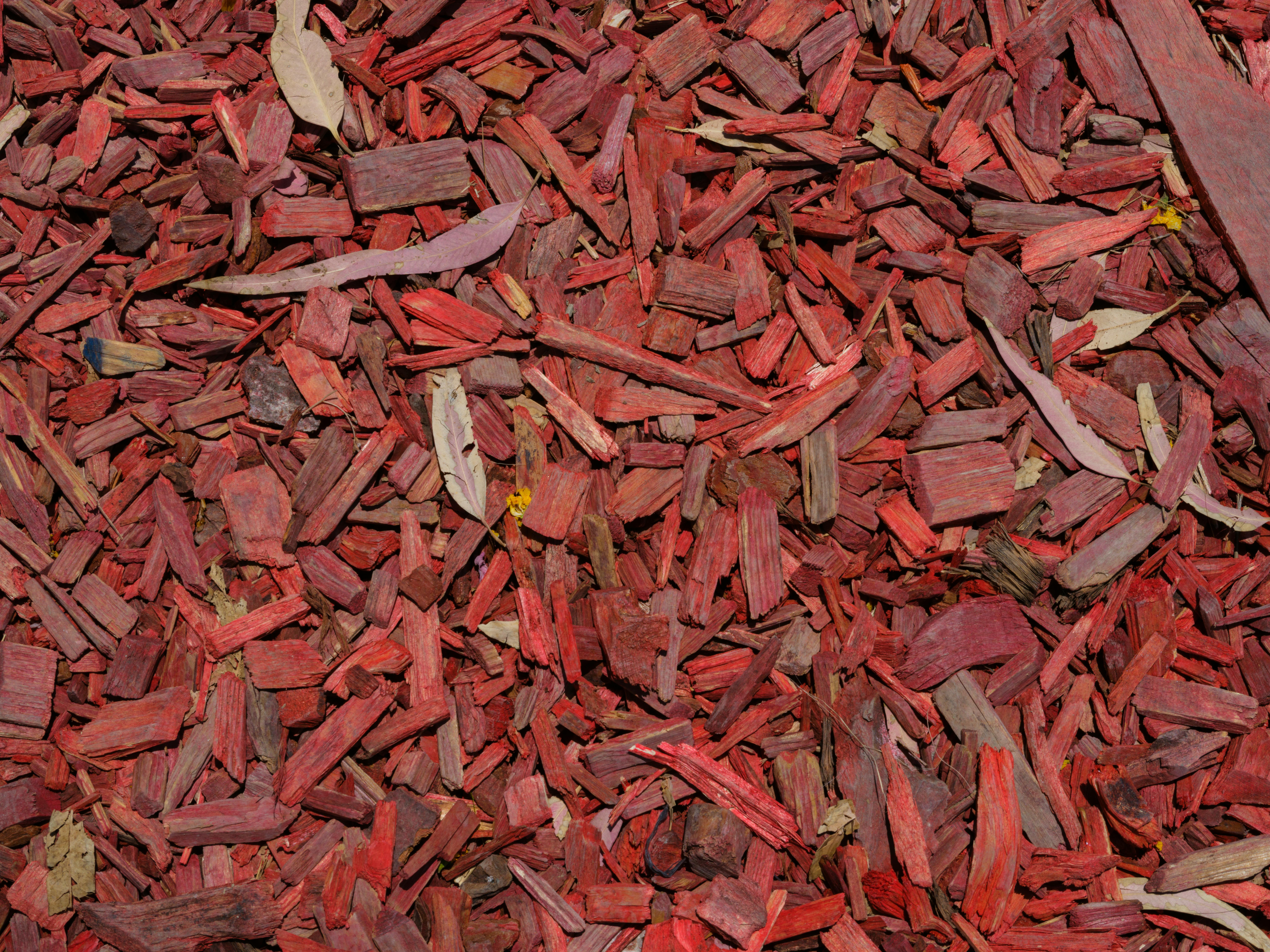 Detailed view of red wood chips scattered on the ground, creating a vivid natural background.
