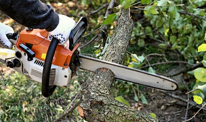 tree clean picture